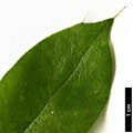 SpeciesSub: subsp. insularis 'Schnilemoon'